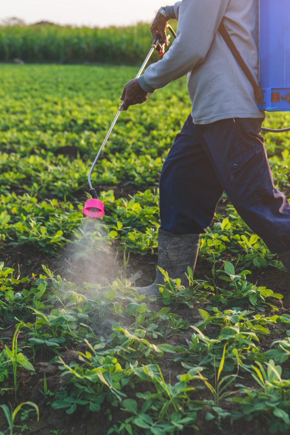 Farmers inject fertilizer into vegetable fields. In the evening when the sun sets, choose your personal message.