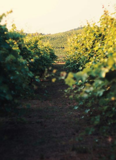 maria-lupan-EjESJIuaNaQ-unsplash